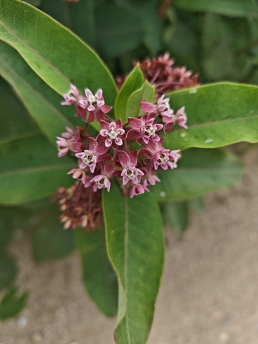 common milkweed