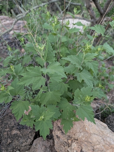 Ambrosia cordifolia, photograph 3