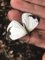 Leptophobia