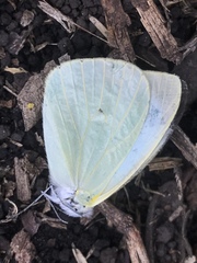 Leptophobia