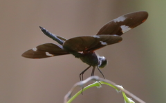 Rhyothemis princeps