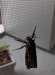 Abantiades argentata