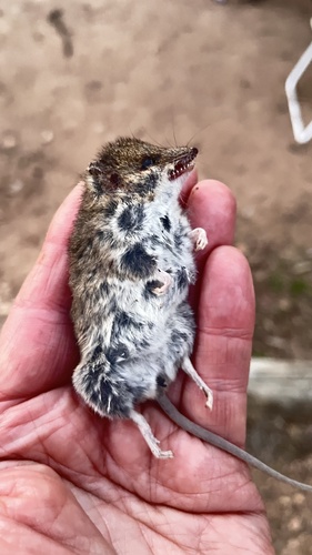 Common Dunnart
