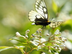 Parnassius glacialis