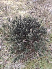 Acrothamnus hookeri