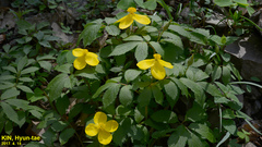 Hylomecon vernalis