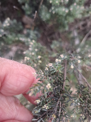 Acrothamnus hookeri, photograph 2