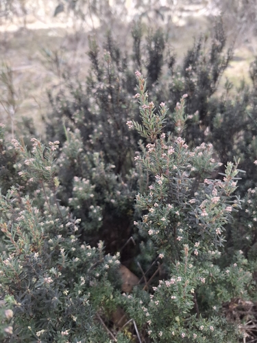 Acrothamnus hookeri, photograph 3
