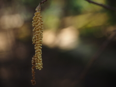 Corylus maxima