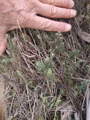 Acrothamnus hookeri, photograph author not stated, no rights reserved