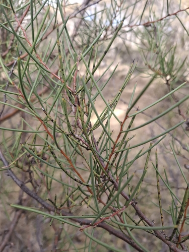 Hakea microcarpa
