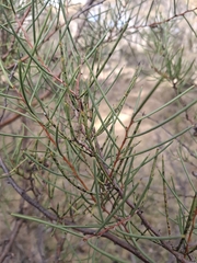 Hakea microcarpa
