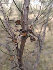 Hakea microcarpa, photograph author not stated, no rights reserved