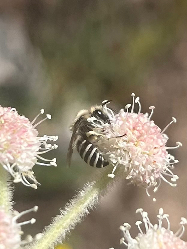iNaturalist observation photo of Bees