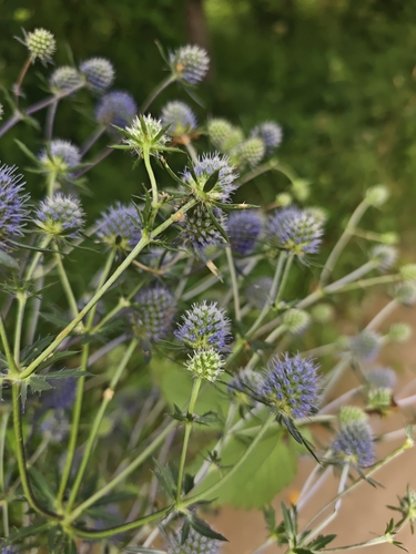Blue Eryngo