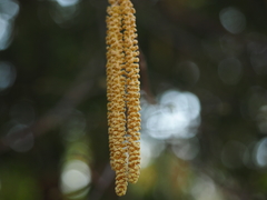 Corylus maxima