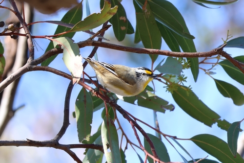 Striated Pardalote