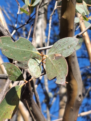 Eucalyptus stellulata, photograph 6