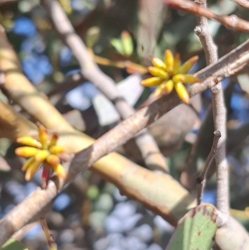 Eucalyptus stellulata, photograph 1