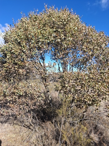 Eucalyptus stellulata, photograph 2