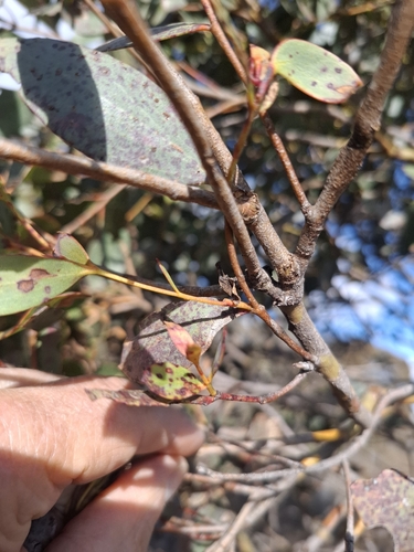Eucalyptus stellulata, photograph 3