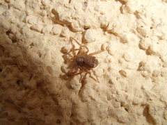 Pulchellodromus bistigma