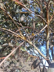 Eucalyptus stellulata, photograph author not stated, no rights reserved