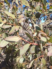 Eucalyptus stellulata, photograph author not stated, no rights reserved