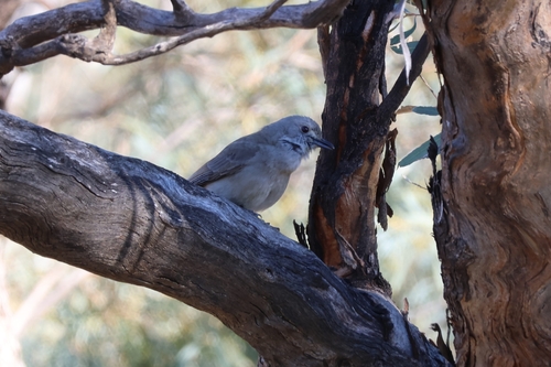 Gray Shrikethrush