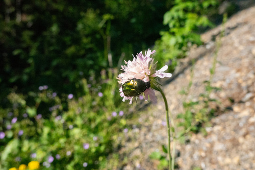 Copper Chafer