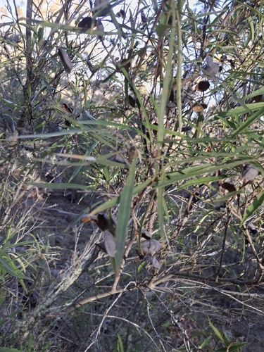 Lomatia myricoides, photograph 6