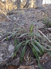 Cynoglossum australe