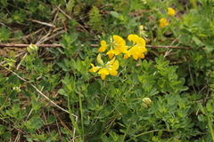 Lotus corniculatus