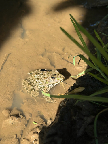Marsh Frog