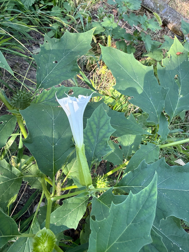 jimsonweed