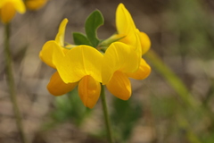 Lotus corniculatus