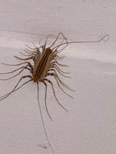 House Centipede