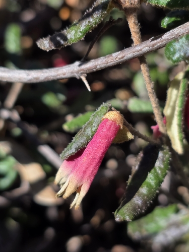 Common Correa