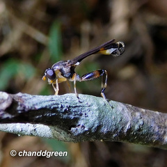 Sphegina