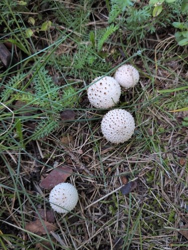 common puffball