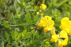 Lotus corniculatus