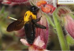 Xylocopa appendiculata