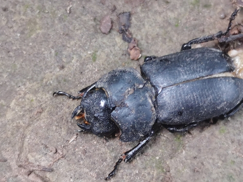 Dorcus davidis