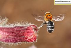 Hoplitis beijingensis