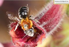 Hoplitis beijingensis