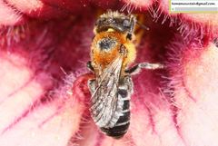 Hoplitis beijingensis