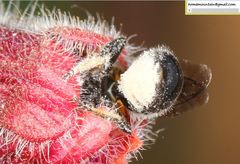 Hoplitis beijingensis