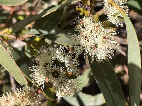 Eucalyptus decipiens observed 2026-07-15