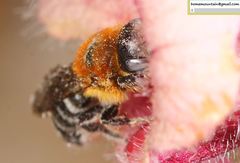 Hoplitis beijingensis