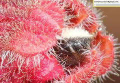 Hoplitis beijingensis